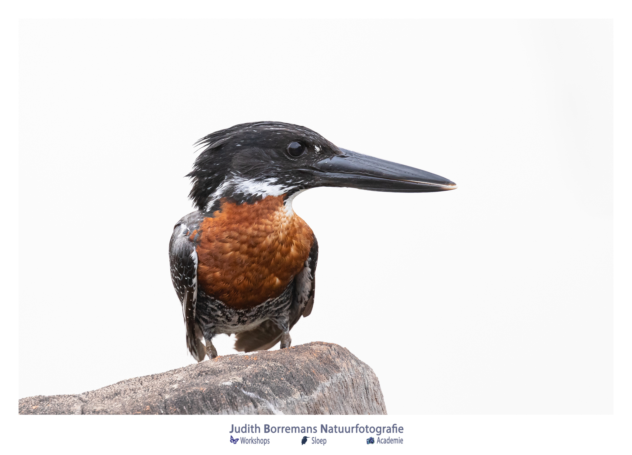 Afrikaanse reuzenijsvogel (Giant kingfisher) in Gambia
