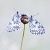Vlinders fotograferen in Viroinval