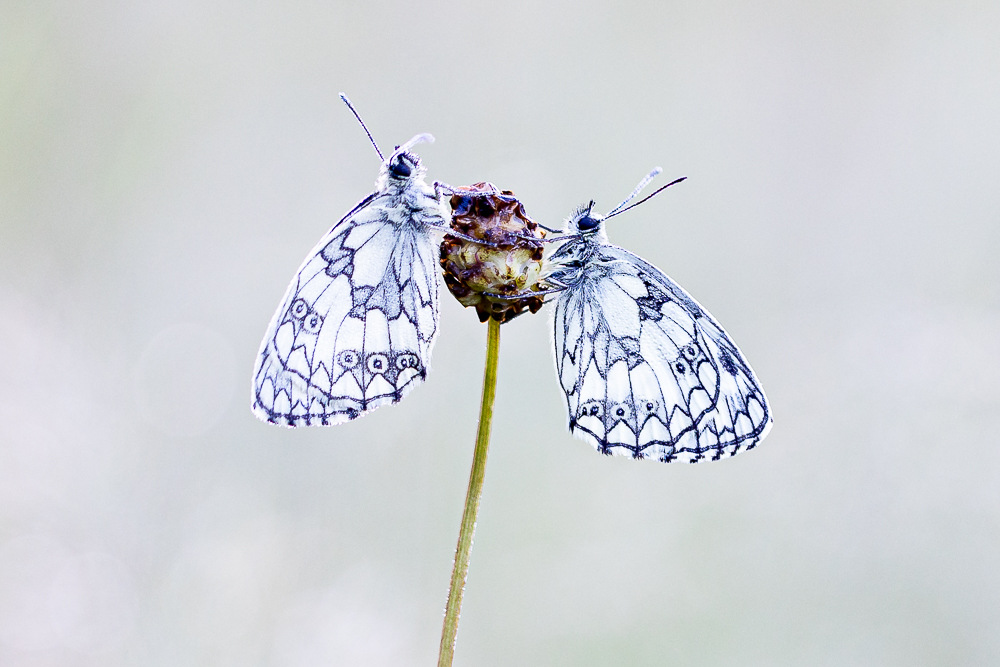 Vlinders Fotograferen In Viroinval