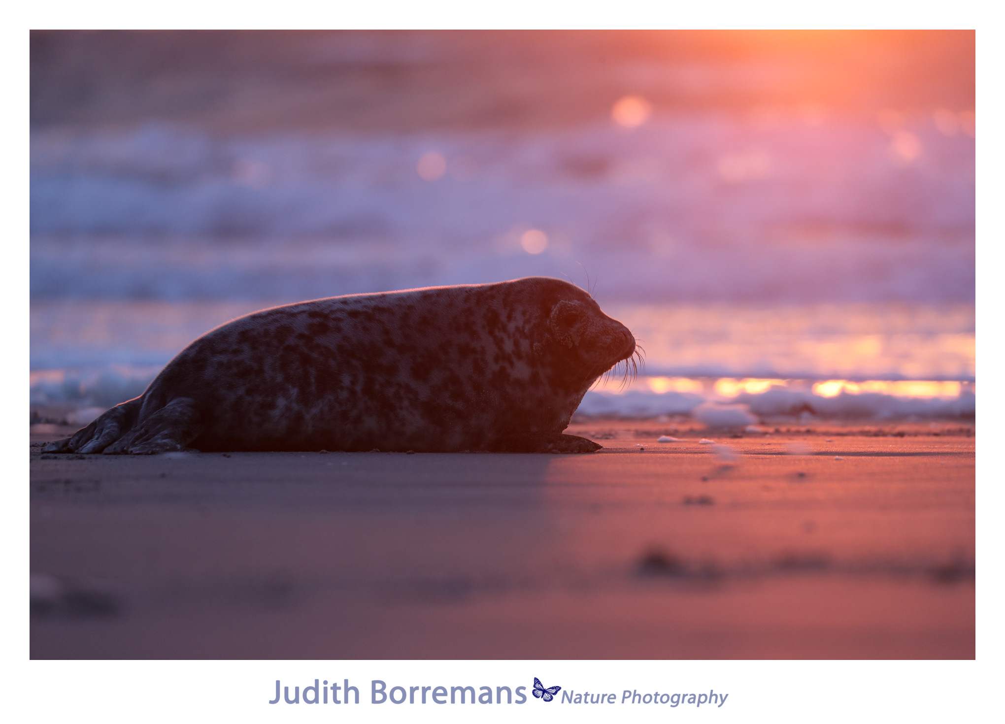 Zeehondje in eerste zonlicht op Dune Helgoland