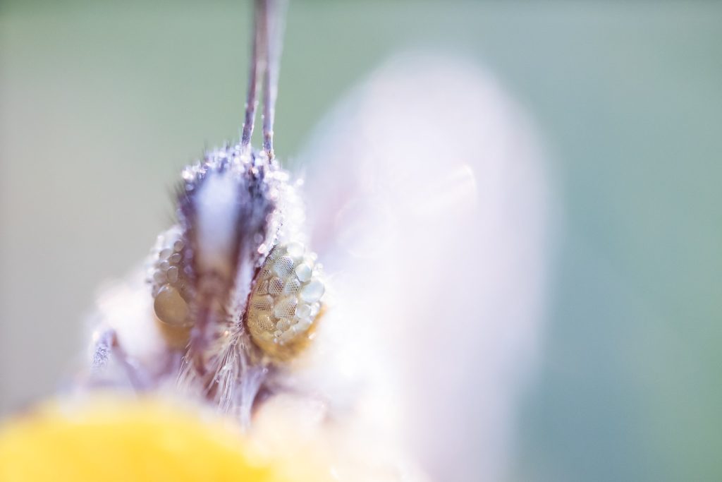 Vlinder Closeup